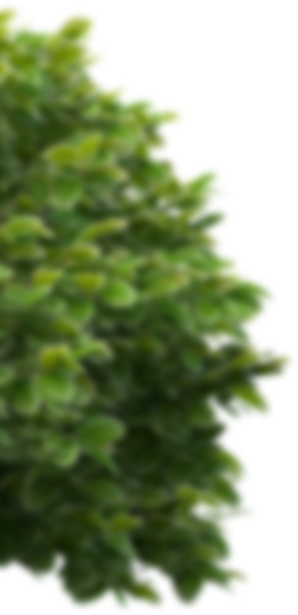 bush